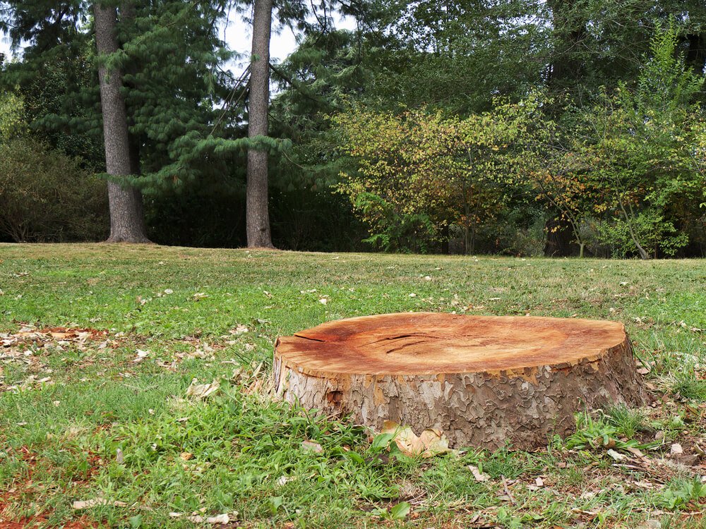 Is It Better to Grind a Stump or Remove It?
