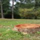 Is It Better to Grind a Stump or Remove It?